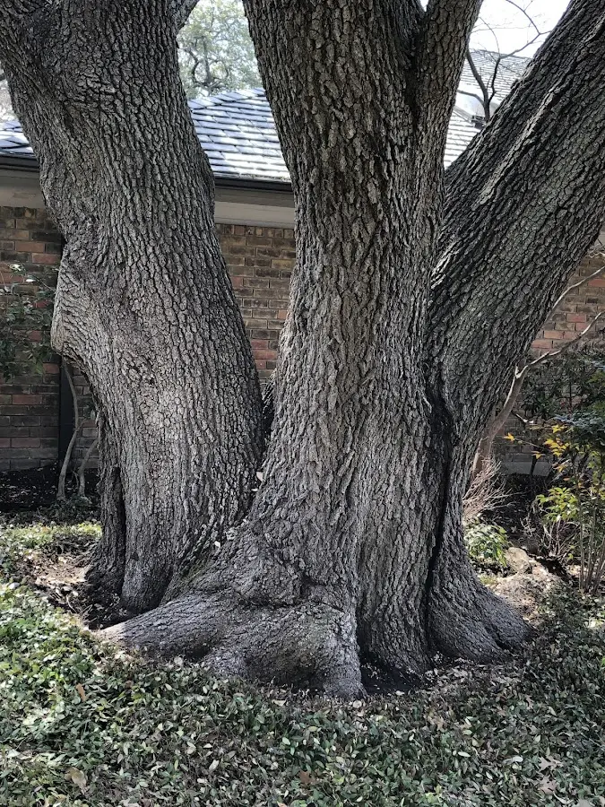Mature heritage tree close to a Mount Hope property cared for by certified arborists